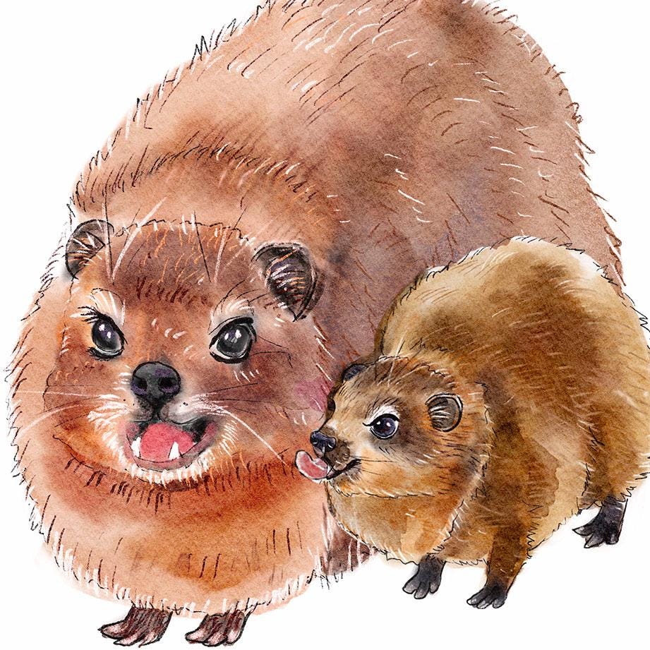 Awawa Hyrax Rock Funny Mother's Day Card From Kid - Amama Birthday Card For Mom - Liyana Studio Handmade Greeting Cards